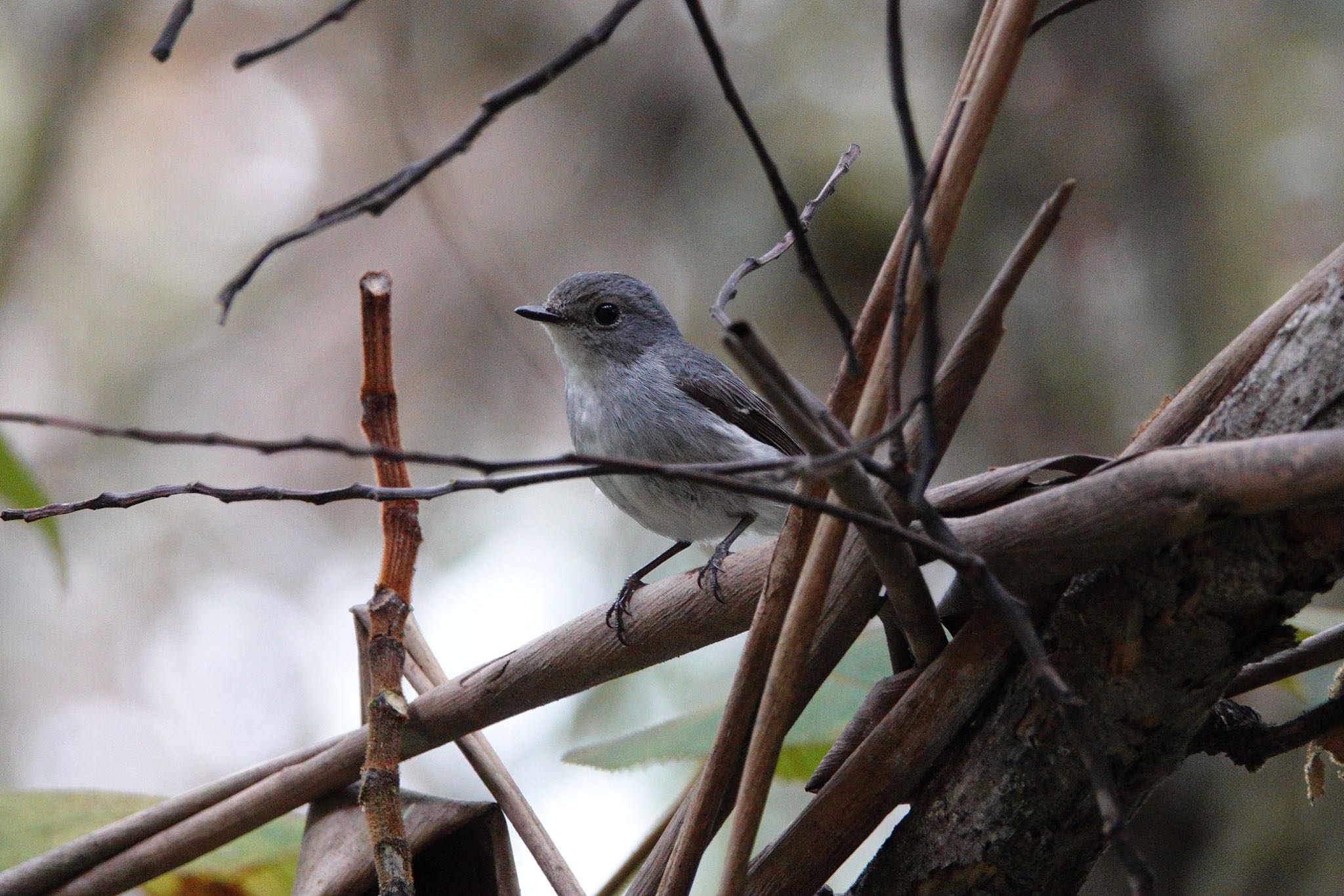 Little Pied Flycatcher