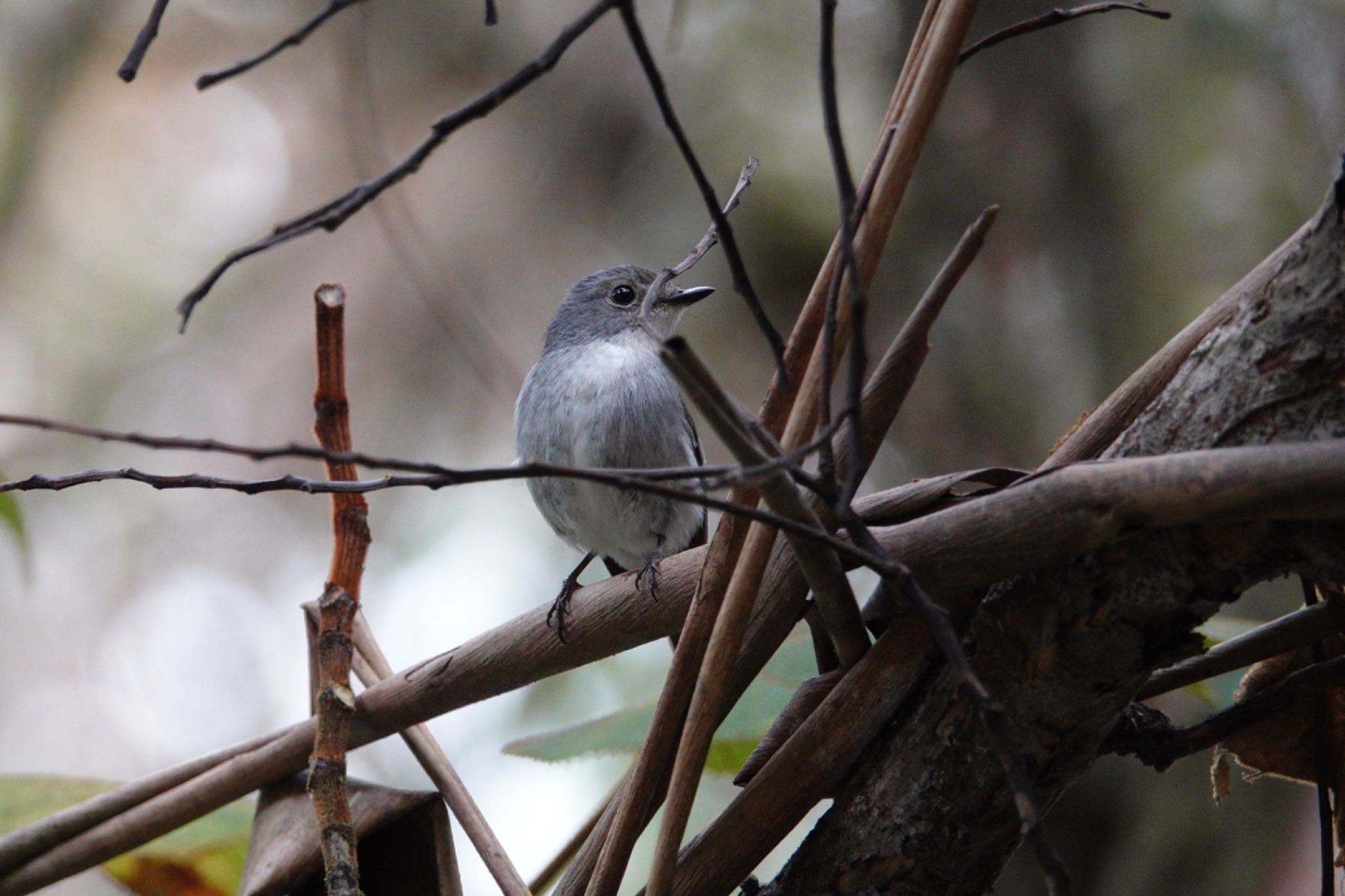 Little Pied Flycatcher