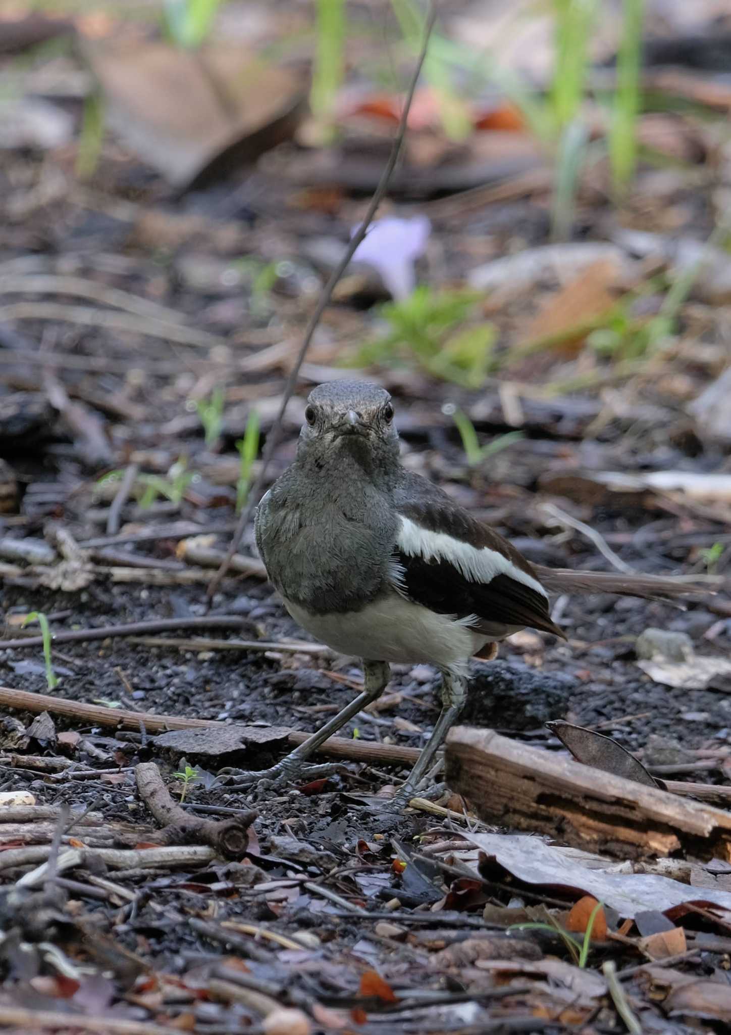 Wachirabenchathat Park(Suan Rot Fai) シキチョウの写真 by BK MY