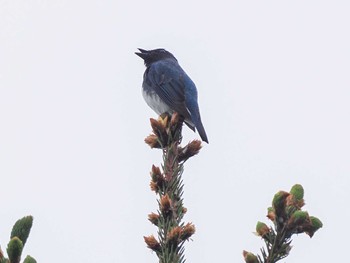 2024年5月31日(金) 福井緑地(札幌市西区)の野鳥観察記録