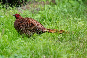 Copper Pheasant 東京都 Sun, 5/19/2024