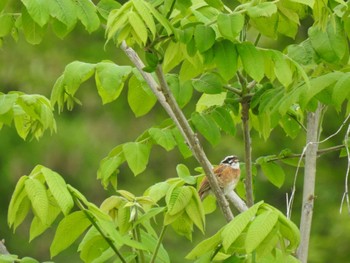 2024年5月30日(木) 十勝エコロジーパークの野鳥観察記録