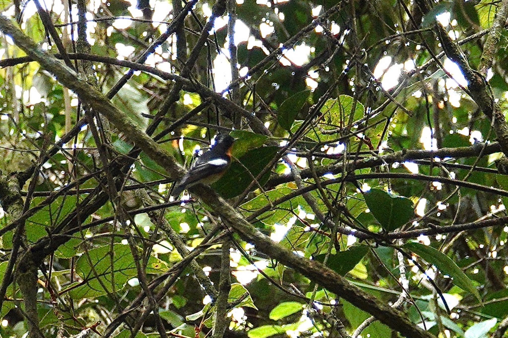 Mugimaki Flycatcher