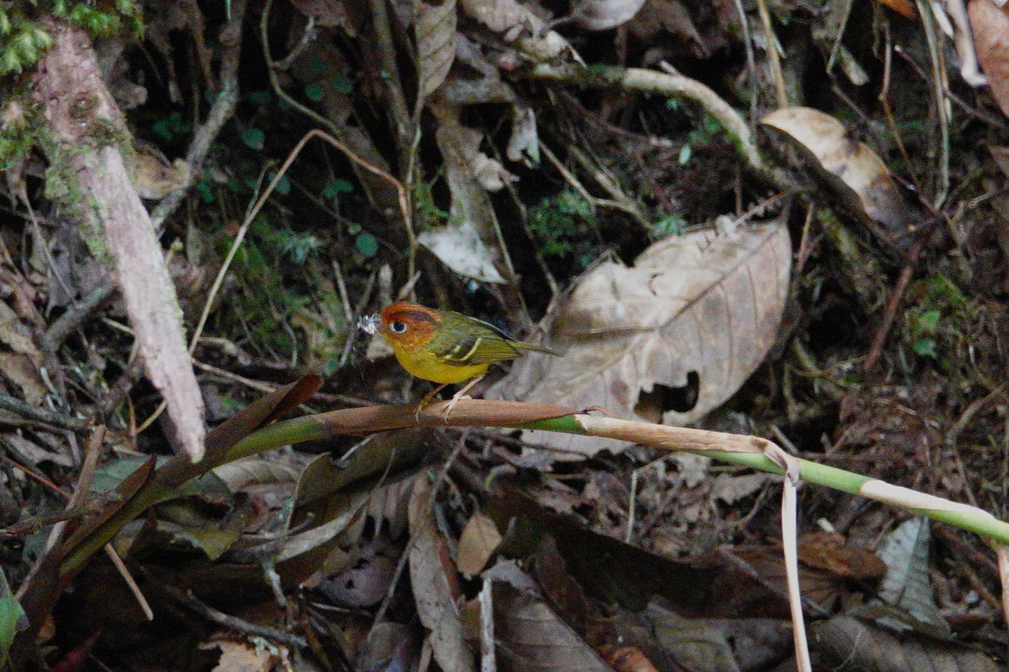 Yellow-breasted Warbler