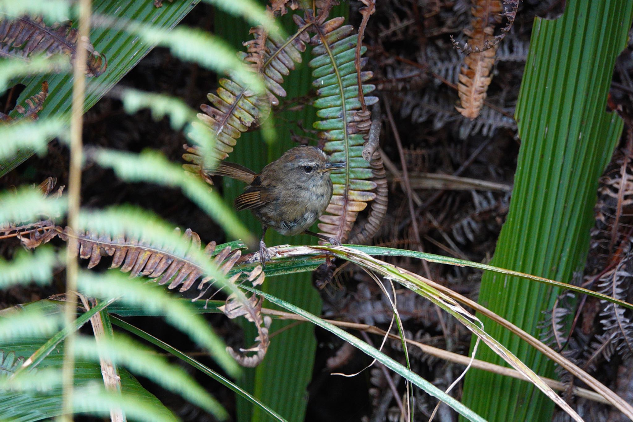 Aberrant Bush Warbler