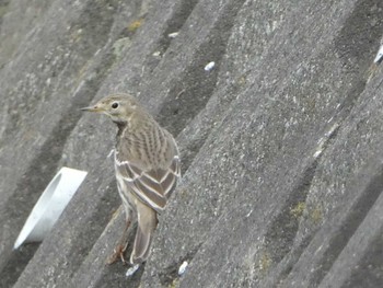 Water Pipit 恩田川(高瀬橋付近) Sat, 1/12/2019