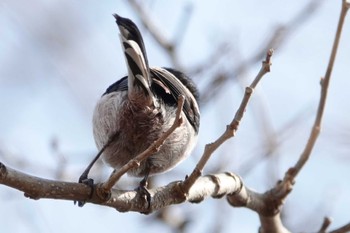 Long-tailed Tit 淀川河川公園 Unknown Date