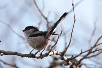 Long-tailed Tit 淀川河川公園 Unknown Date