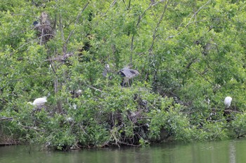 Grey Heron Shakujii Park Sun, 5/12/2024