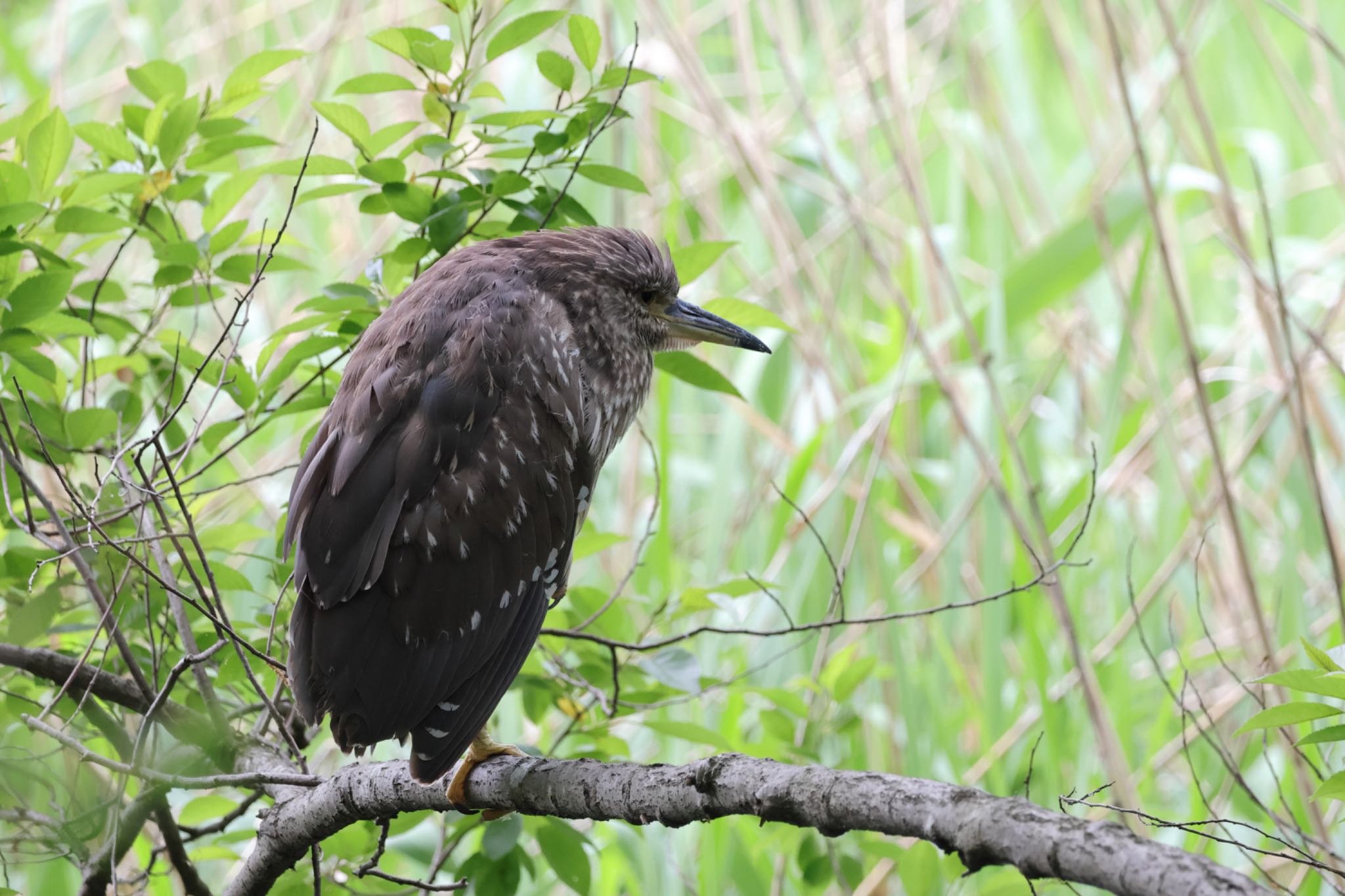 Black-crowned Night Heron