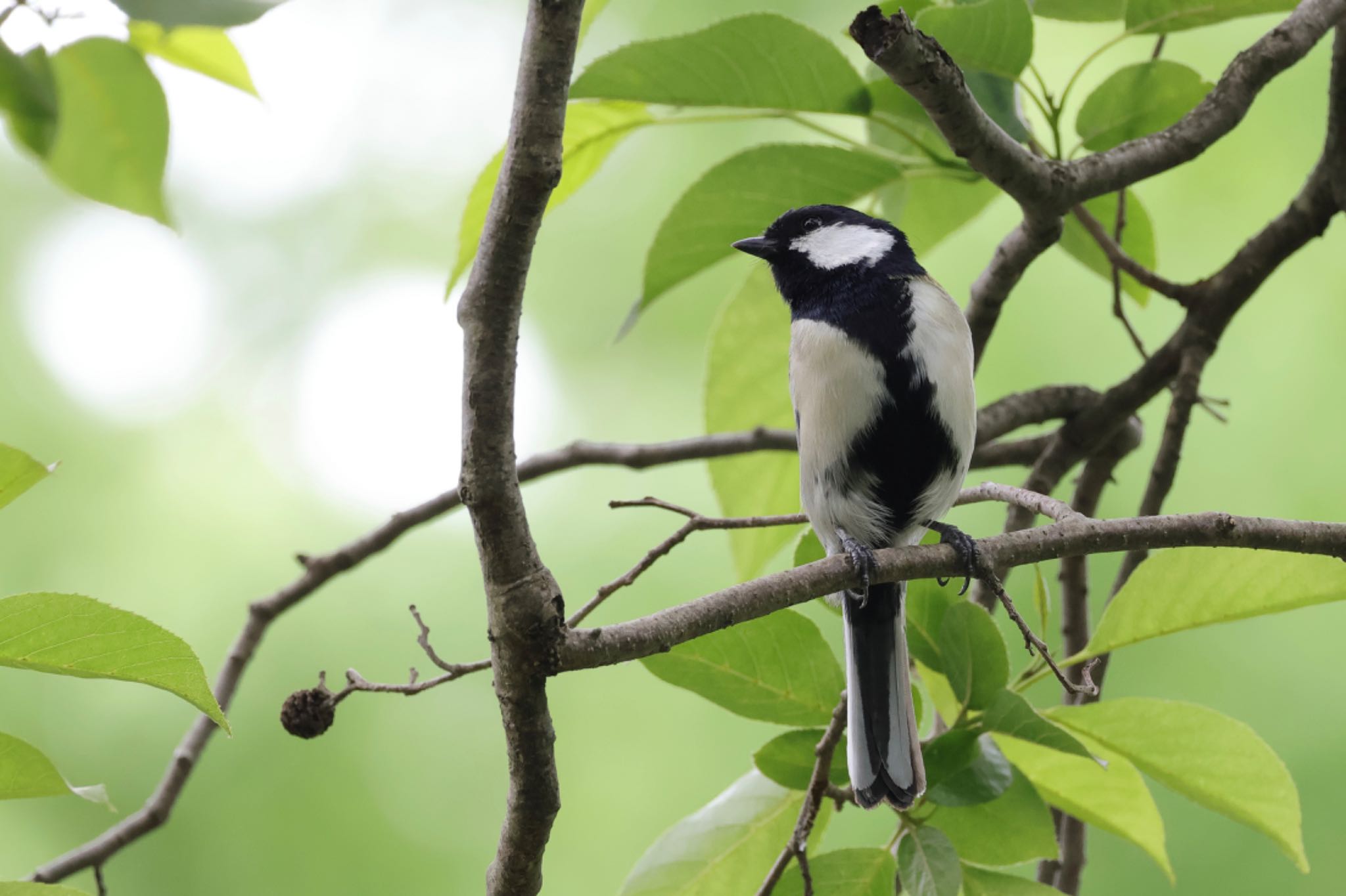 Japanese Tit