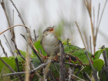 2024年5月28日(火) 三宅島の野鳥観察記録