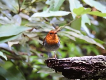 2024年5月29日(水) 三宅島の野鳥観察記録