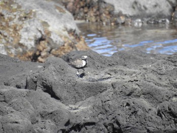 ムナグロ 三宅島 2024年5月29日(水)