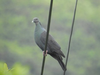 Thu, 5/30/2024 Birding report at Miyakejima Island