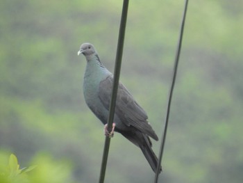 2024年5月30日(木) 三宅島の野鳥観察記録