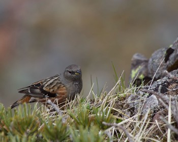 2024年5月30日(木) 八ヶ岳の野鳥観察記録