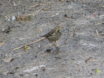 Water Pipit 恩田川(高瀬橋付近) Sat, 1/12/2019