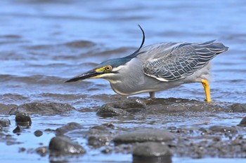 Striated Heron 馬入ふれあい公園 Thu, 5/30/2024