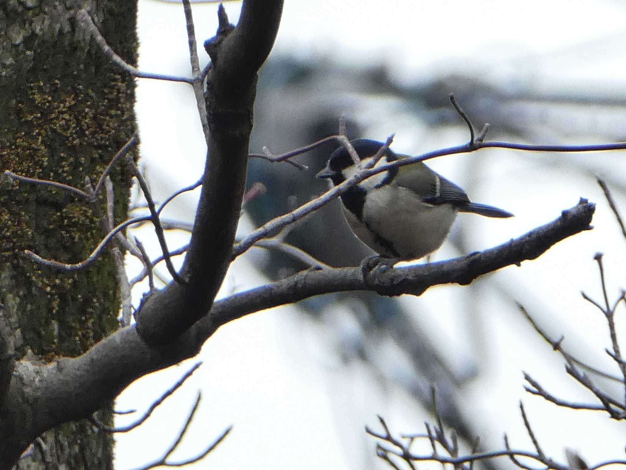 シジュウカラ