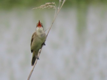 Oriental Reed Warbler Izunuma Mon, 5/27/2024