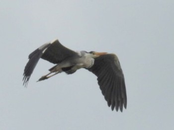 Grey Heron 三重県名張市 Fri, 5/31/2024