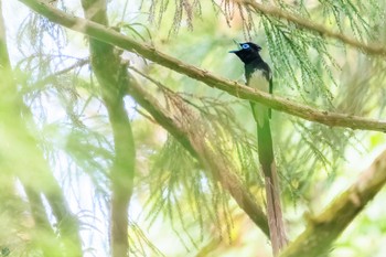 サンコウチョウ 八王子城跡 2024年5月26日(日)