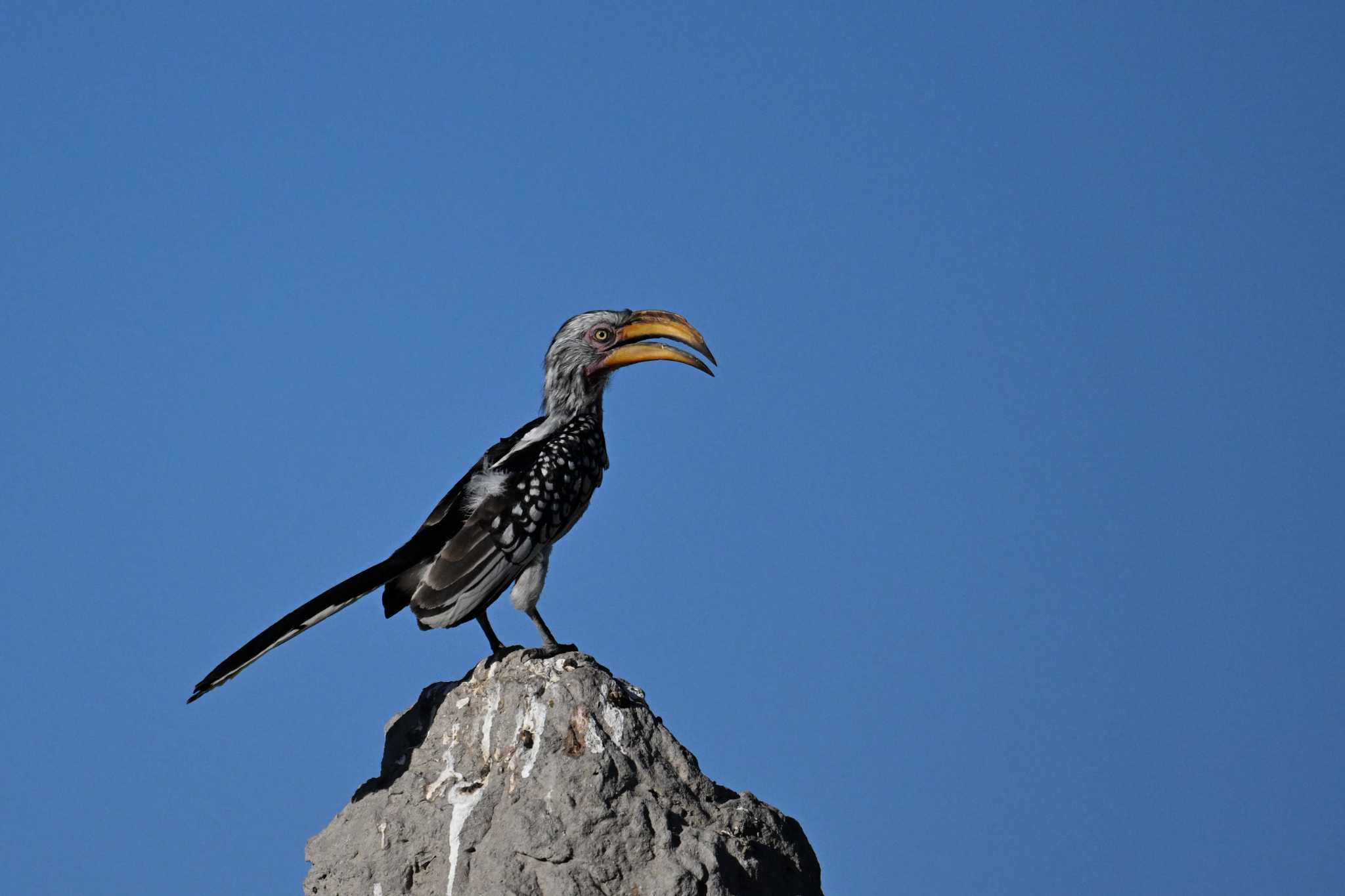 Photo of Southern Yellow-billed Hornbill at モレミ動物保護区(オカバンゴ・デルタ)  ボツワナ by servalrose