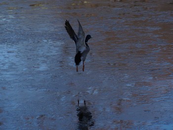 Mallard Shinjuku Gyoen National Garden Fri, 1/11/2019