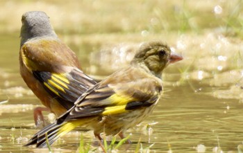 カワラヒワ 牧野ヶ池緑地 2024年5月21日(火)