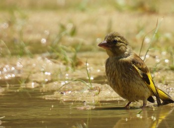 カワラヒワ 牧野ヶ池緑地 2024年5月21日(火)