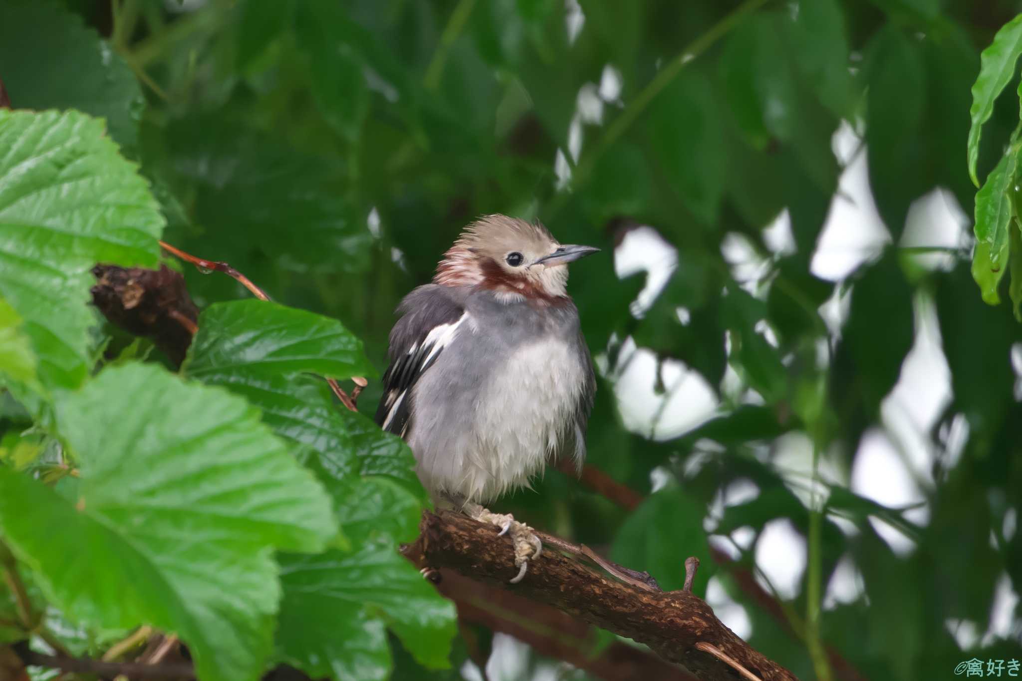 Chestnut-cheeked Starling