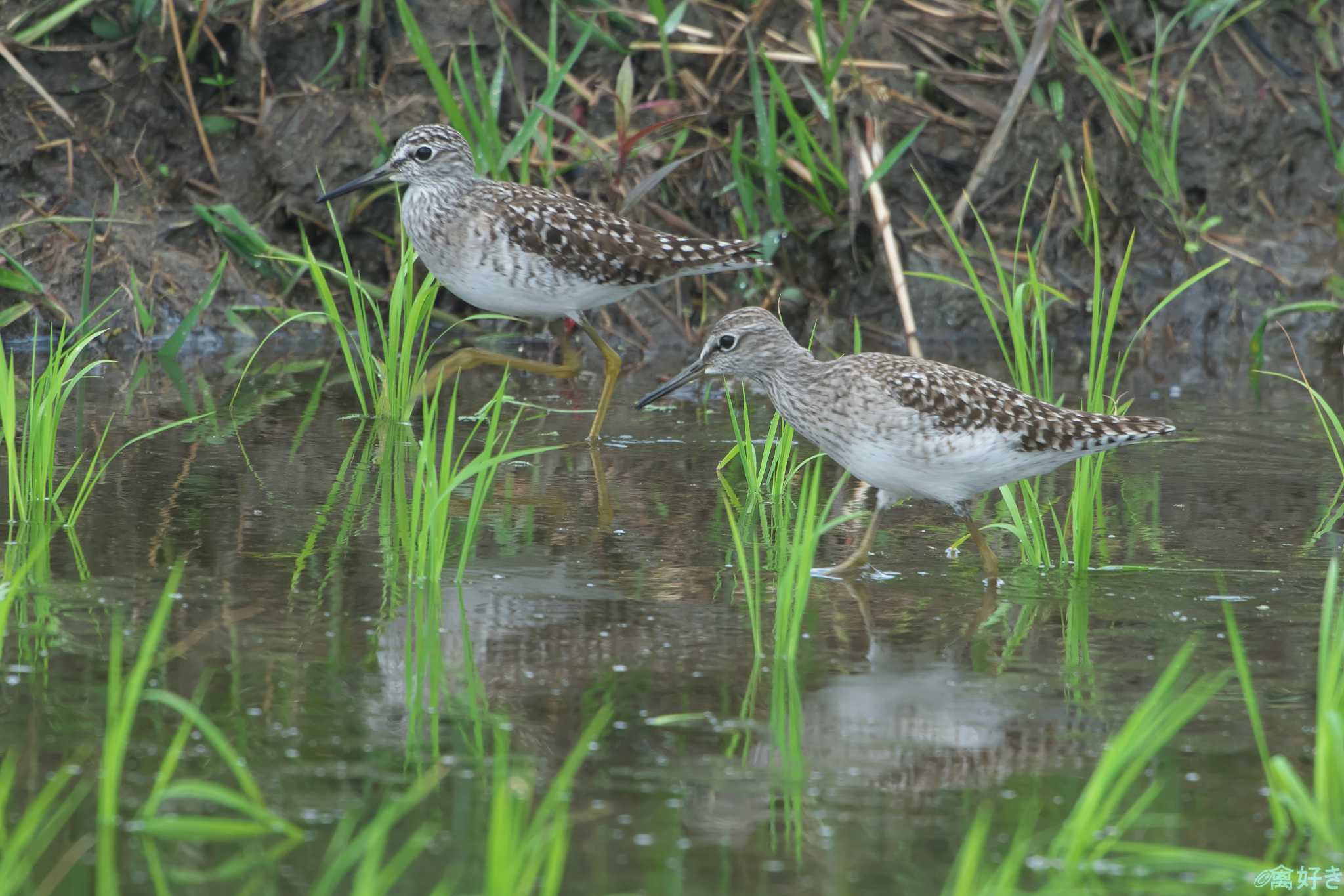 Wood Sandpiper