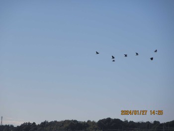 Northern Lapwing 甚兵衛公園(千葉県成田市) Sat, 1/27/2024