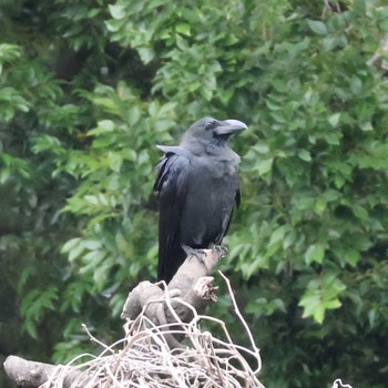 2024年5月31日(金) 都内の野鳥観察記録