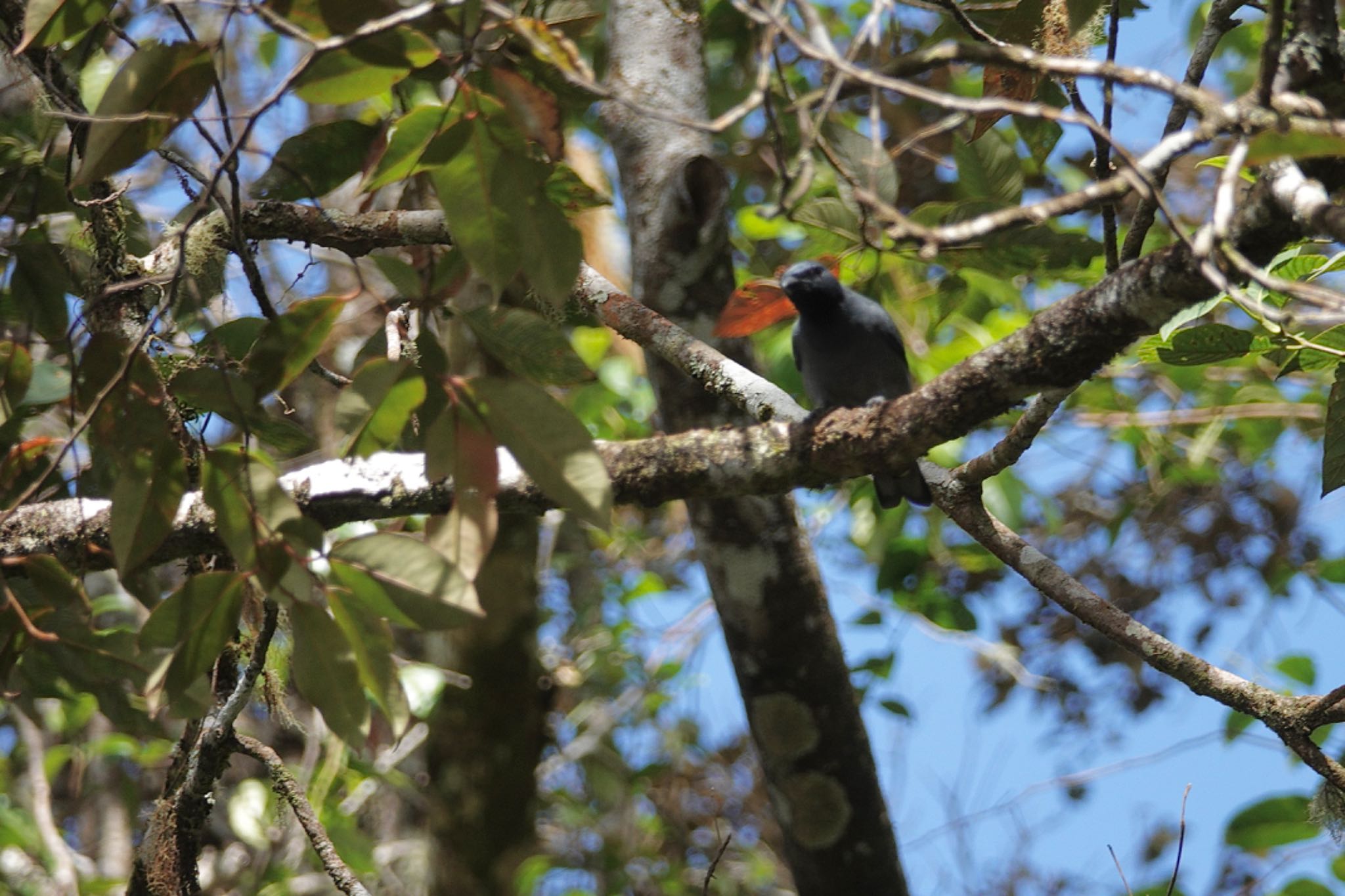 Sunda Cuckooshrike