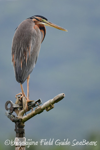 Purple Heron Ishigaki Island Sat, 1/12/2019