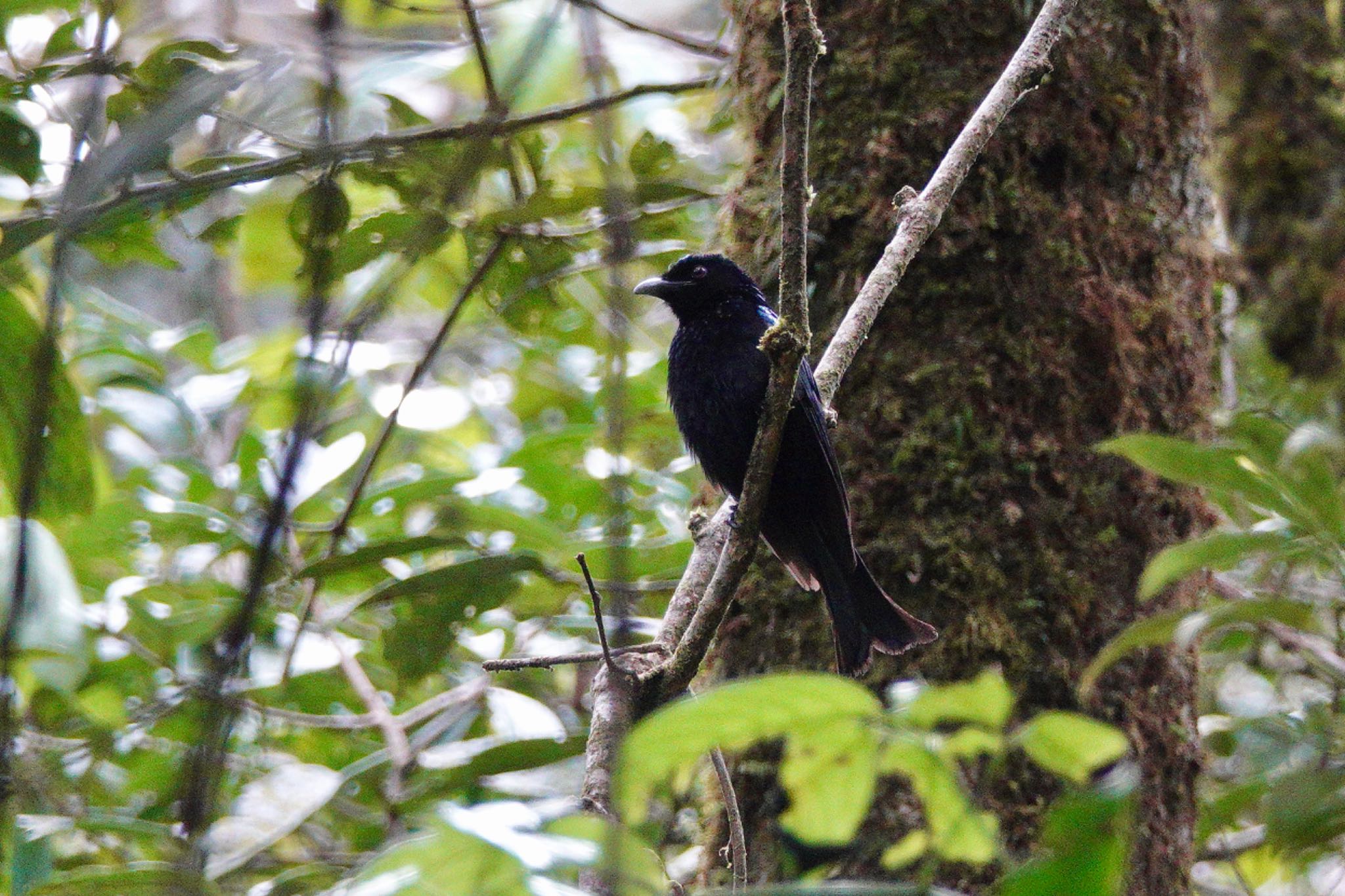 Hair-crested Drongo