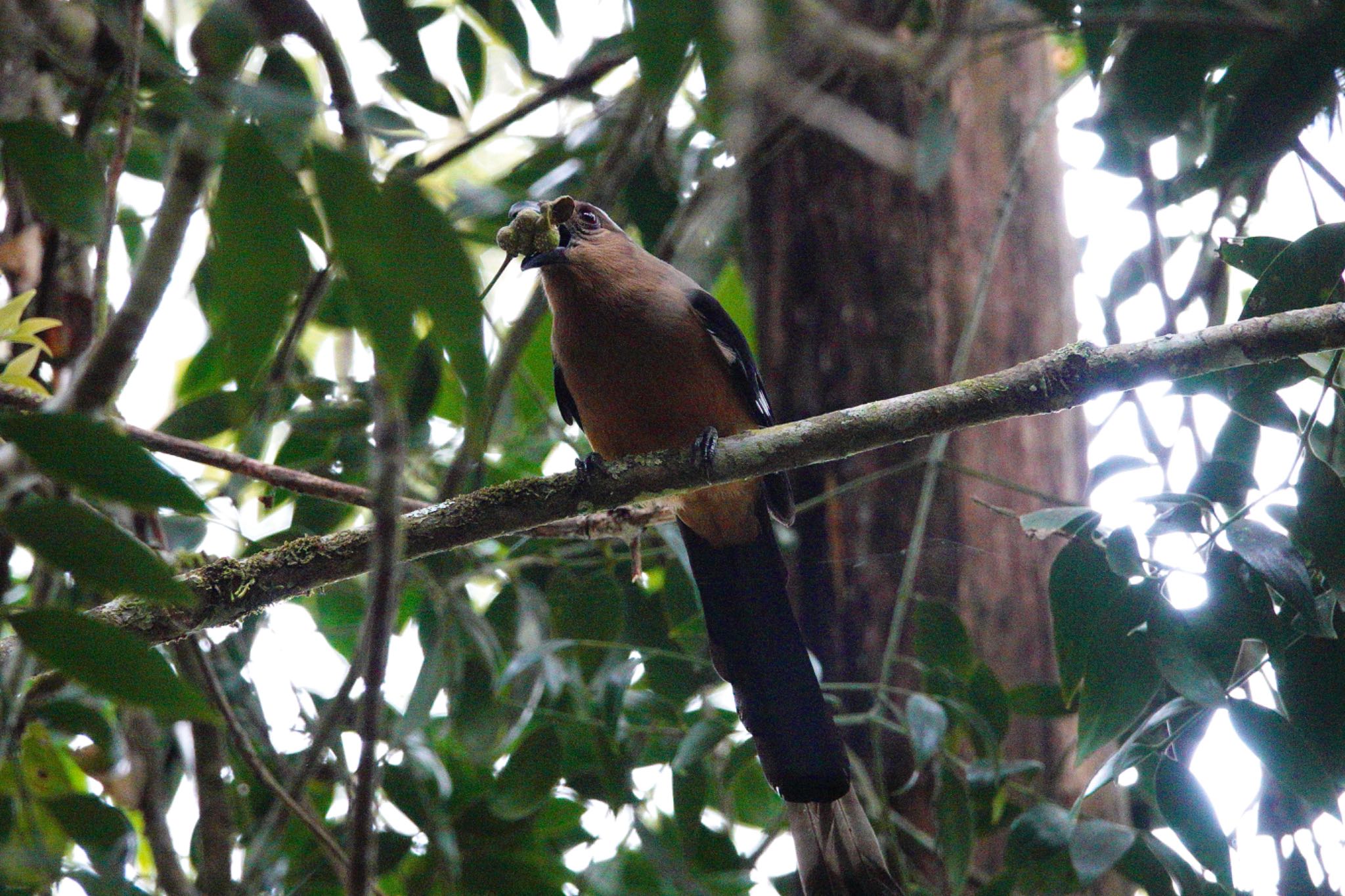 Bornean Treepie