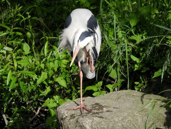 Grey Heron 天野川 Fri, 5/17/2024