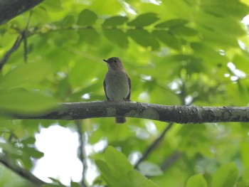 Wed, 5/29/2024 Birding report at 菅山寺