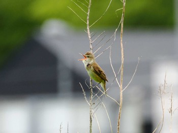 Oriental Reed Warbler 引地川親水公園 Fri, 5/31/2024