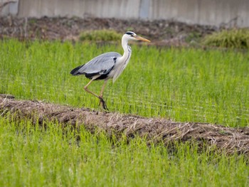 Grey Heron つくば市 Sun, 5/26/2024