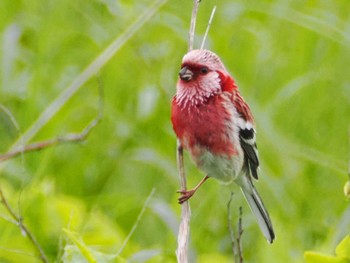 Fri, 5/31/2024 Birding report at 湧洞沼(豊頃町)