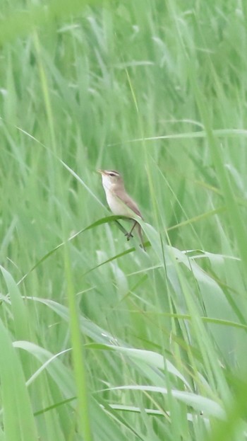 Thu, 5/30/2024 Birding report at Watarase Yusuichi (Wetland)