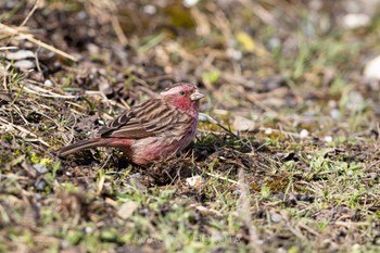 Pink-rumped Rosefinch