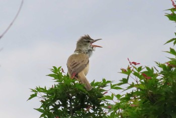 Oriental Reed Warbler Musashino-no-mori Park Sat, 5/25/2024