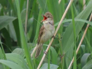 Oriental Reed Warbler Izunuma Mon, 5/27/2024