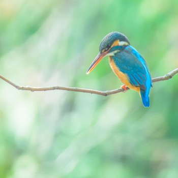 Common Kingfisher 勧修寺 Tue, 4/2/2024