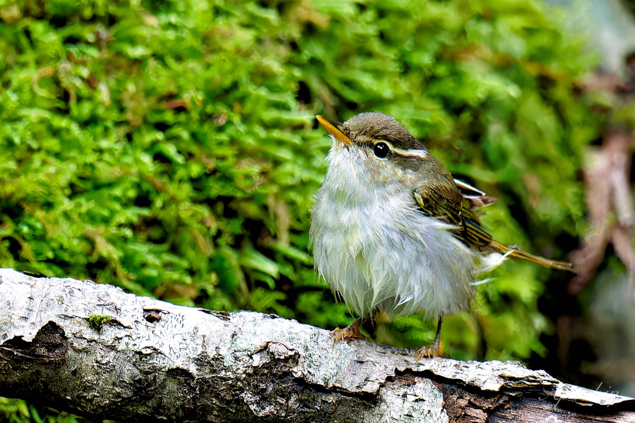 山梨県 センダイムシクイの写真 by アポちん